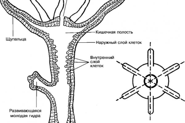 Кракен оф ссылка